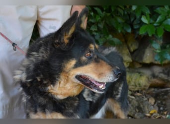 Carryllo - Der Hund eines Schäfers....