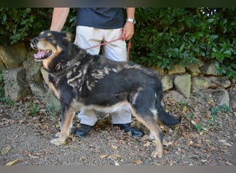 Carryllo - Der Hund eines Schäfers....
