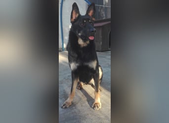 Athena - bittet um eine Chance