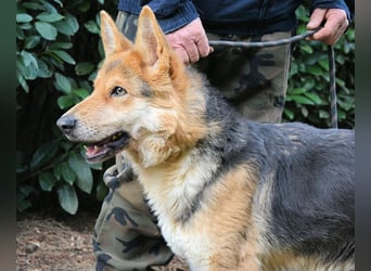 Dahira - Bis dich jemand findet