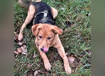 Leda -  Wenn Du mich holst, hab ich Dich lieb