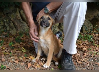 Briarose - Ein bisschen Hundekinderelternwahnsinn ?
