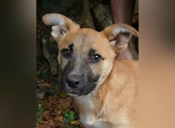 Briarose - Ein bisschen Hundekinderelternwahnsinn ?