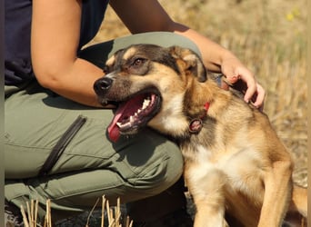 Aki - Verloren, gerettet, verlassen...