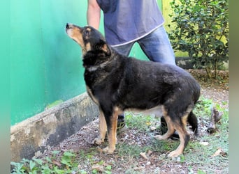 Carryllo - Der Hund eines Schäfers....