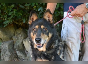 Carryllo - Der Hund eines Schäfers....