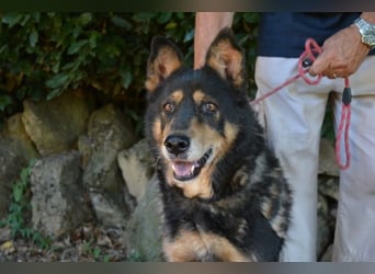 Carryllo - Der Hund eines Schäfers....