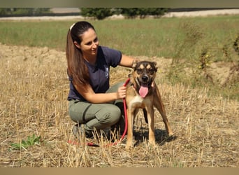 Aki - Verloren, gerettet, verlassen...