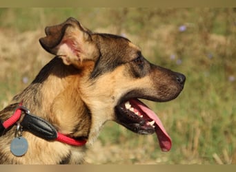 Aki - Verloren, gerettet, verlassen...