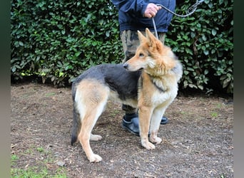 Dahira - Bis dich jemand findet