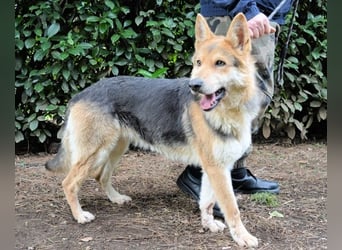 Dahira - Bis dich jemand findet