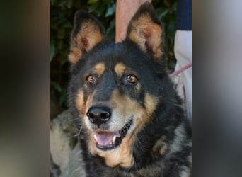 Carryllo - Der Hund eines Schäfers....