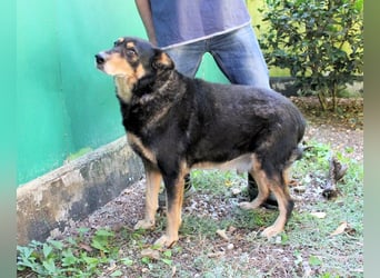Carryllo - Der Hund eines Schäfers....