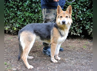 Dahira - Bis dich jemand findet