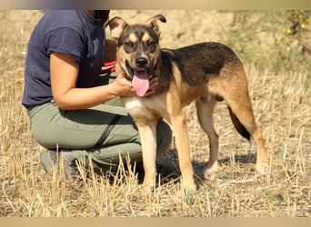 Aki - Verloren, gerettet, verlassen...