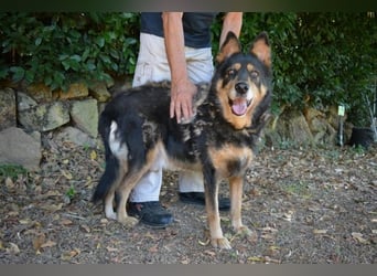 Carryllo - Der Hund eines Schäfers....