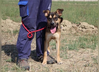 Aki - Verloren, gerettet, verlassen...