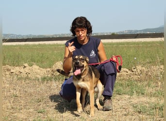 Aki - Verloren, gerettet, verlassen...