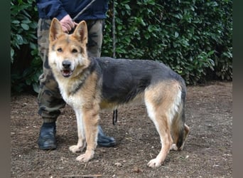 Dahira - Bis dich jemand findet