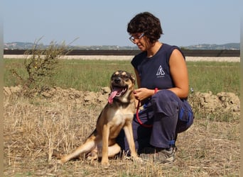 Aki - Verloren, gerettet, verlassen...