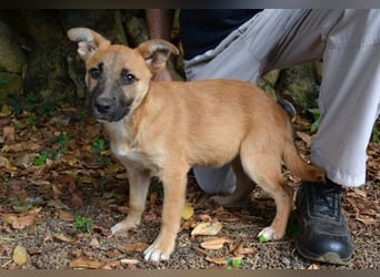 Briarose - Ein bisschen Hundekinderelternwahnsinn ?
