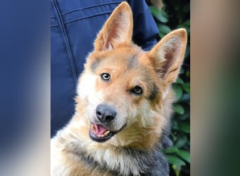 Dahira - Bis dich jemand findet