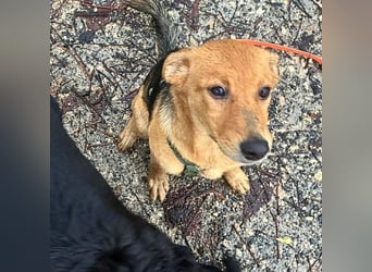 Leda -  Wenn Du mich holst, hab ich Dich lieb