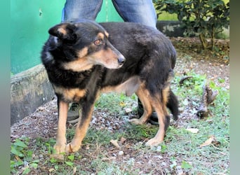 Carryllo - Der Hund eines Schäfers....