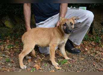 Briarose - Ein bisschen Hundekinderelternwahnsinn ?