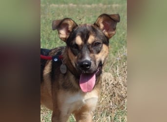 Aki - Verloren, gerettet, verlassen...