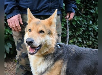 Dahira - Bis dich jemand findet