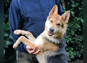 Dahira - Bis dich jemand findet