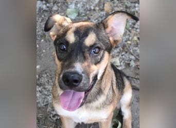 Aki - Verloren, gerettet, verlassen...