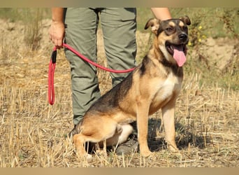 Aki - Verloren, gerettet, verlassen...