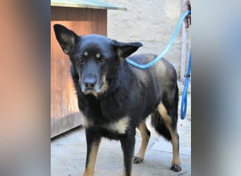 Athena - bittet um eine Chance