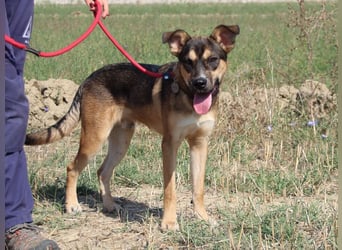 Aki - Verloren, gerettet, verlassen...