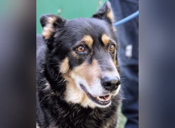 Carryllo - Der Hund eines Schäfers....