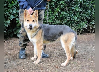 Dahira - Bis dich jemand findet