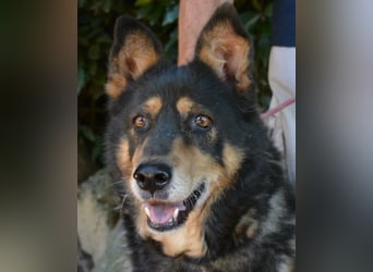 Carryllo - Der Hund eines Schäfers....