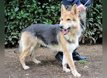 Dahira - Bis dich jemand findet