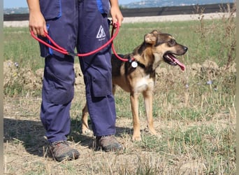 Aki - Verloren, gerettet, verlassen...