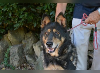 Carryllo - Der Hund eines Schäfers....