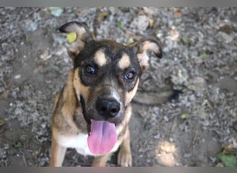 Aki - Verloren, gerettet, verlassen...