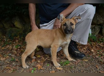 Briarose - Ein bisschen Hundekinderelternwahnsinn ?