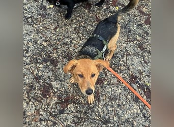 Leda -  Wenn Du mich holst, hab ich Dich lieb