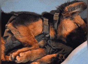 Leonilde -  Wenn Du mich holst, hab ich Dich lieb