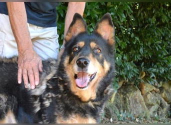 Carryllo - Der Hund eines Schäfers....
