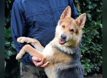 Dahira - Bis dich jemand findet