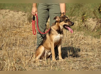 Aki - Verloren, gerettet, verlassen...