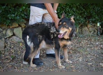 Carryllo - Der Hund eines Schäfers....